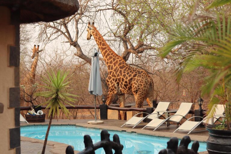 4 Day Africa Rock Lodge Safari in Kruger National Park